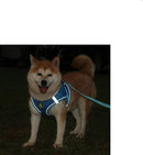 Peiteira DogT - OWL EL SHARDY