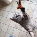 Varinha Interativa BirdFunny - OWL EL SHARDY